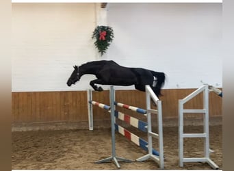 Oldenburg-International (OS), Mare, 12 years, 15.2 hh, Black