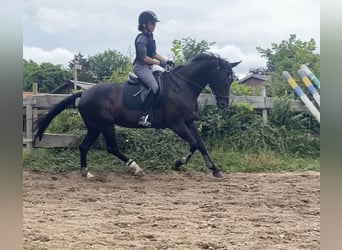 Oldenburg-International (OS), Mare, 12 years, 15.2 hh, Black