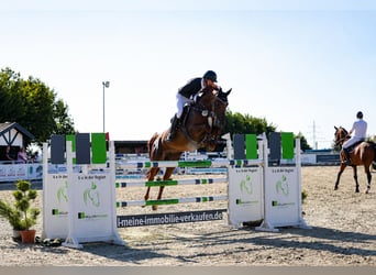 Oldenburg-International (OS), Mare, 12 years, 15.2 hh, Chestnut-Red