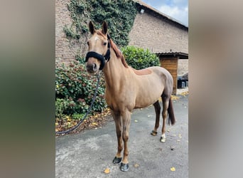 Oldenburg-International (OS), Mare, 12 years, 15,2 hh, Chestnut-Red