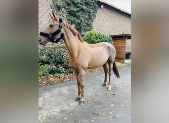 Oldenburg-International (OS), Mare, 12 years, 15,2 hh, Chestnut-Red
