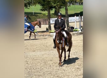 Oldenburg-International (OS), Mare, 12 years, 15,2 hh, Chestnut-Red
