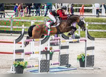 Oldenburg-International (OS), Mare, 12 years, 16.1 hh, Brown