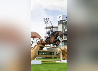 Oldenburg-International (OS), Mare, 12 years, 16.1 hh, Brown