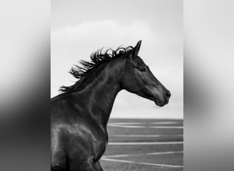 Oldenburg-International (OS), Mare, 12 years, 16 hh, Brown