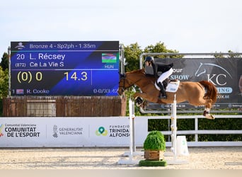 Oldenburg-International (OS), Mare, 12 years, 16 hh, Chestnut