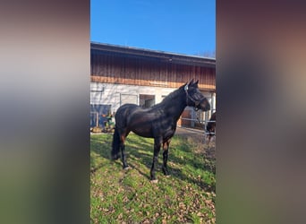 Oldenburg-International (OS), Mare, 12 years, 16 hh, Smoky-Black