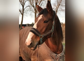 Oldenburg-International (OS), Mare, 12 years, 16,2 hh, Brown