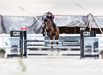 Oldenburg-International (OS), Mare, 12 years, 16,2 hh, Brown