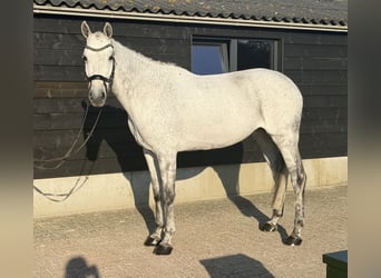 Oldenburg-International (OS), Mare, 12 years, 17 hh, Grey