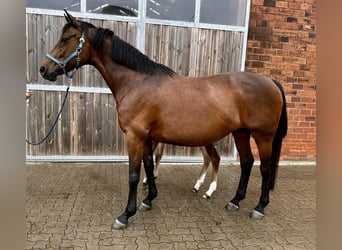 Oldenburg-International (OS), Mare, 13 years, 16.1 hh, Brown