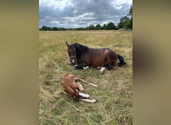 Oldenburg-International (OS), Mare, 13 years, 16 hh, Bay-Dark