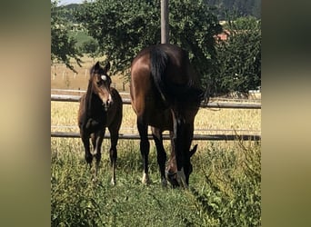 Oldenburg-International (OS), Mare, 13 years, 16 hh, Bay-Dark