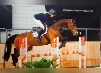 Oldenburg-International (OS), Mare, 13 years, 16 hh, Bay-Dark