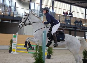 Oldenburg-International (OS), Mare, 13 years, 16 hh, Grey