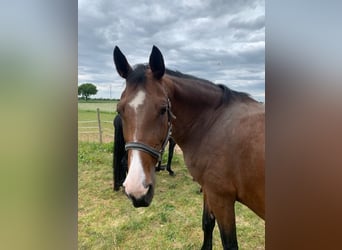 Oldenburg-International (OS), Mare, 13 years, 16,2 hh, Brown