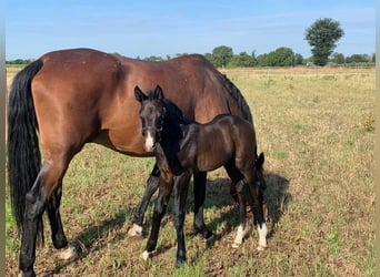 Oldenburg-International (OS), Mare, 13 years, 16,2 hh, Brown