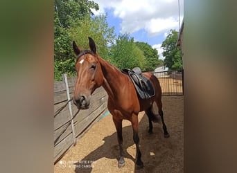 Oldenburg-International (OS), Mare, 14 years, 15.2 hh, Brown