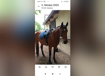 Oldenburg-International (OS), Mare, 14 years, 15.2 hh, Brown