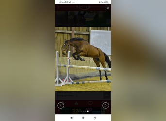 Oldenburg-International (OS), Mare, 14 years, 15.2 hh, Brown