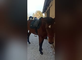 Oldenburg-International (OS), Mare, 14 years, 15.2 hh, Brown