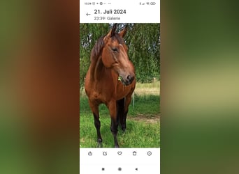 Oldenburg-International (OS), Mare, 14 years, 15.2 hh, Brown