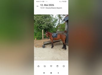Oldenburg-International (OS), Mare, 14 years, 15.2 hh, Brown