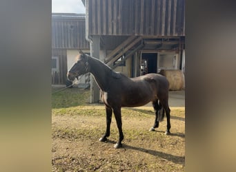 Oldenburg-International (OS), Mare, 14 years, 16.1 hh, Smoky-Black