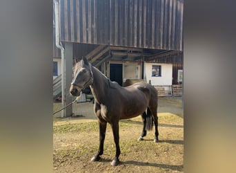 Oldenburg-International (OS), Mare, 14 years, 16.1 hh, Smoky-Black