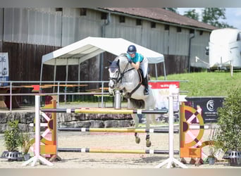 Oldenburg-International (OS), Mare, 14 years, 16.2 hh, Gray