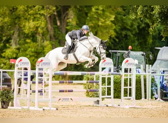 Oldenburg-International (OS), Mare, 14 years, 16.2 hh, Gray