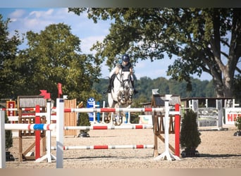 Oldenburg-International (OS), Mare, 14 years, 16.2 hh, Gray