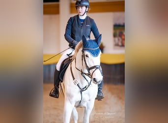 Oldenburg-International (OS), Mare, 14 years, 16.2 hh, Gray