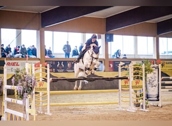 Oldenburg-International (OS), Mare, 14 years, 16.2 hh, Gray