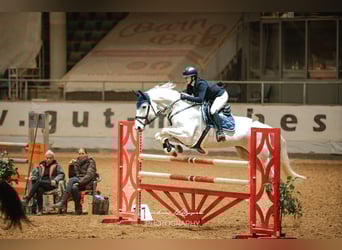 Oldenburg-International (OS), Mare, 14 years, 16.2 hh, Gray
