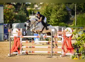 Oldenburg-International (OS), Mare, 14 years, 16.2 hh, Gray