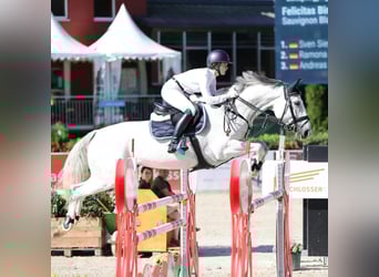 Oldenburg-International (OS), Mare, 14 years, 16.2 hh, Gray