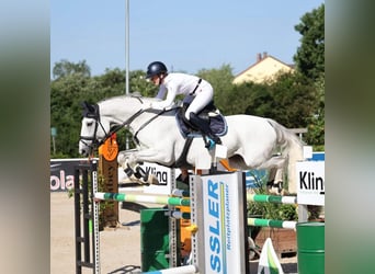 Oldenburg-International (OS), Mare, 14 years, 16.2 hh, Gray