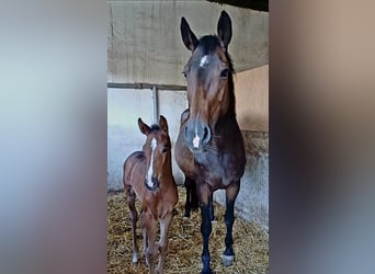 Oldenburg-International (OS), Mare, 14 years, 16 hh, Bay-Dark