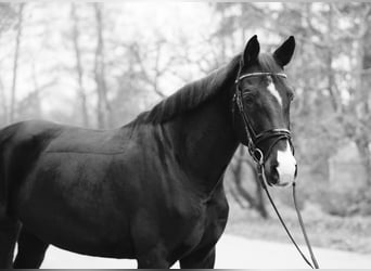 Oldenburg-International (OS), Mare, 14 years, 16,1 hh, Bay-Dark