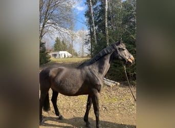 Oldenburg-International (OS), Mare, 14 years, 16,1 hh, Smoky-Black