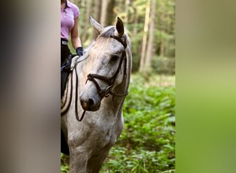 Oldenburg-International (OS), Mare, 15 years, 16.1 hh, Grey