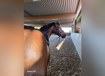 Oldenburg-International (OS), Mare, 15 years, 16.3 hh, Brown