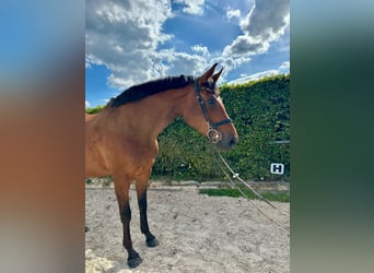 Oldenburg-International (OS), Mare, 15 years, 16.3 hh, Brown