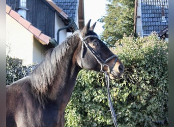 Oldenburg-International (OS), Mare, 15 years, 16 hh, Bay-Dark