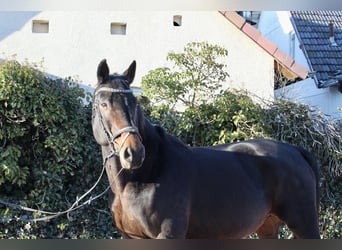 Oldenburg-International (OS), Mare, 15 years, 16 hh, Bay-Dark