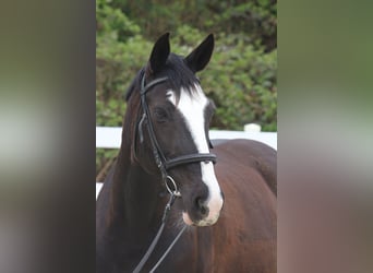 Oldenburg-International (OS), Mare, 15 years, 16 hh, Black