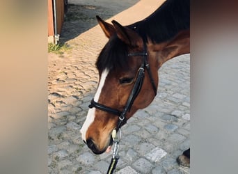 Oldenburg-International (OS), Mare, 15 years, 16 hh, Brown