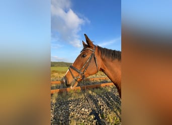 Oldenburg-International (OS), Mare, 15 years, 16,1 hh, Brown