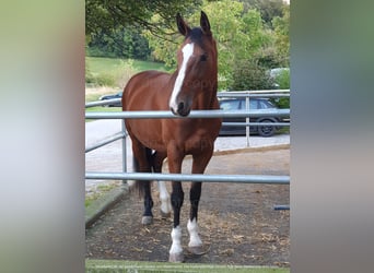 Oldenburg-International (OS), Mare, 15 years, 16,2 hh, Brown
